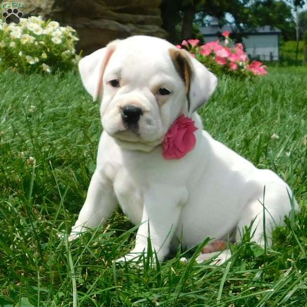 Jewel, Miniature Bulldog Puppy